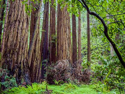 Majestic stand of old grown trees with green ferns on forest floor