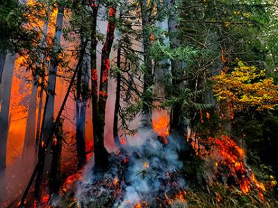 Bright red and orange flames erupt in a forest as smoke rises from the smoldering forest floor.