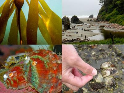 Grid with baby bull kelp, people exploring a tide pool, hand holding an Olympia oyster, and a pink pinto abalone.