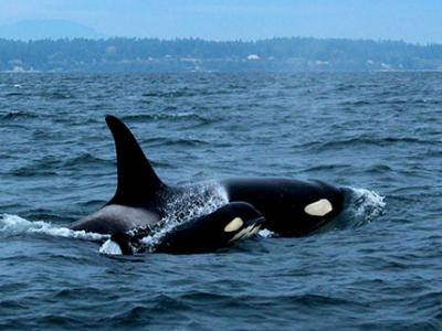 An orca whale calf swims close to its mother in the blue waters of Puget Sound.